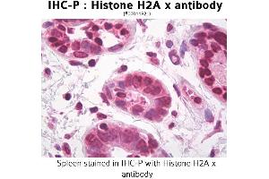 Image no. 1 for anti-H2A Histone Family, Member X (H2AFX) antibody (ABIN1735447) (H2AFX anticorps)