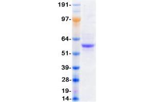 Validation with Western Blot (P2RX2 Protein (Myc-DYKDDDDK Tag))