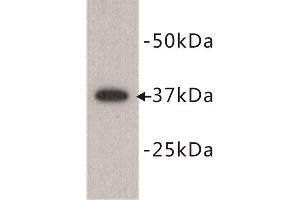 Western Blotting (WB) image for anti-Developmental Pluripotency Associated 2 (DPPA2) (N-Term) antibody (ABIN1854881)