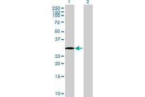 Western Blot analysis of HSD17B7 expression in transfected 293T cell line by HSD17B7 MaxPab polyclonal antibody.