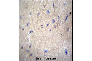 anti-NEDD8 Activating Enzyme E1 Subunit 1 (NAE1) (AA 172-200) antibody
