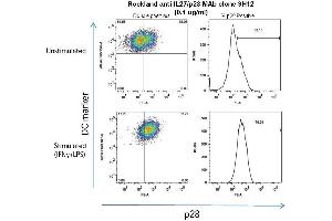 anti-Interleukin 27 (IL27) antibody