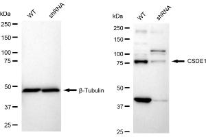 Western blotting analysis using CSDE1 antibody (ABIN7798122).