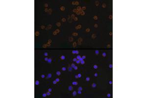 Immunofluorescence analysis of 293T cells using Mouse anti DDDDK-Tag mAb (ABIN3020558, ABIN3020559, ABIN3020560 and ABIN1512923) at dilution of 1:100 (40x lens). (DYKDDDDK Tag anticorps)