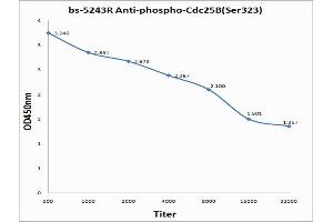 Antigen: 0. (CDC25B anticorps  (pSer323))