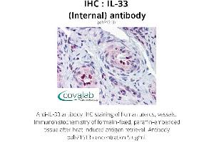 Image no. 1 for anti-Interleukin 33 (IL33) (Internal Region) antibody (ABIN1735886) (IL-33 anticorps  (Internal Region))