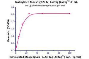 Immobilized Recombinant Protein A (Cat# RPA-S3149) at 5 μg/mL (100 μL/well) can bind Biotinylated Mouse IgG2a Fc  with a linear range of 0. (HEK-293 Cells IgG isotype control (AVI tag,Biotin))