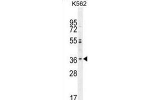 Western Blotting (WB) image for anti-Olfactory Receptor, Family 2, Subfamily M, Member 3 (OR2M3) antibody (ABIN2995886) (OR2M3 anticorps)