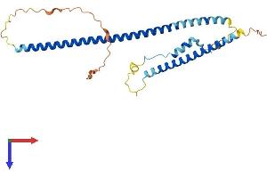 AlphaFold protein structure predicition of Human Recombinant TNNT1 Protein, UniprotID P13805