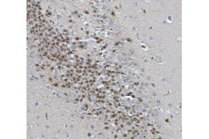 IHC analysis of Rad9b using anti-Rad9b antibody (ABIN7599360).