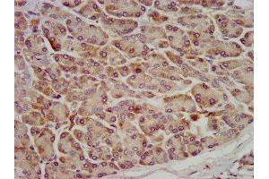 IHC image of ABIN7162352 diluted at 1:600 and staining in paraffin-embedded human pancreatic tissue performed on a Leica BondTM system. (OCC-1 anticorps  (AA 1-63))