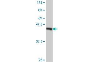Western Blot detection against Immunogen (38.