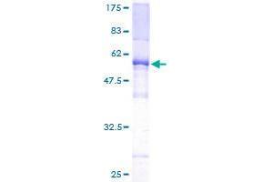 Image no. 1 for TAF9B RNA Polymerase II, TATA Box Binding Protein (TBP)-Associated Factor, 31kDa (TAF9B) (AA 1-251) protein (GST tag) (ABIN1322117)