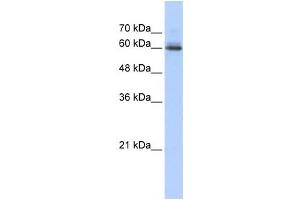 Western Blotting (WB) image for anti-Sema Domain, Immunoglobulin Domain (Ig), Transmembrane Domain (TM) and Short Cytoplasmic Domain, (Semaphorin) 4F (SEMA4F) antibody (ABIN2459020) (SEMA4F anticorps)