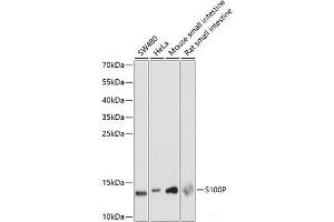 Western blot analysis of extracts of various cell lines using S100P Polyclonal Antibody at dilution of 1:1000. (S100P anticorps)