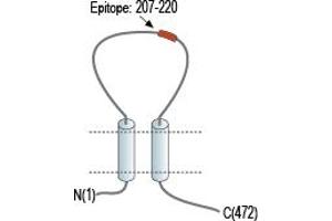 anti-Purinergic Receptor P2X, Ligand Gated Ion Channel 2 (P2RX2) (AA 207-220), (C214S), (Extracellular) antibody