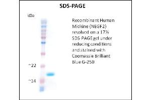 SDS-PAGE (SDS) image for Midkine (Neurite Growth-Promoting Factor 2) (MDK) (Active) protein (ABIN5509432) (Midkine Protéine)