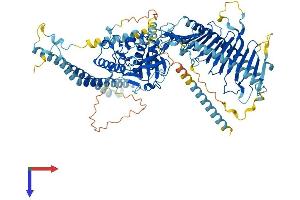 AlphaFold protein structure predicition of Mouse Recombinant Drc7 Protein, UniprotID Q6V3W6