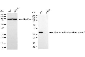 Western blotting analysis using charged multivesicular body protein 5 antibody (ABIN7798033).