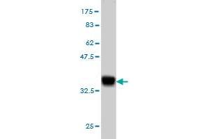Western Blot detection against Immunogen (34.