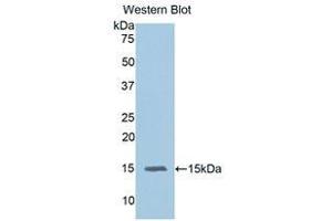 Western Blotting (WB) image for anti-Interleukin 15 (IL15) (AA 49-162) antibody (ABIN3209514) (IL-15 anticorps  (AA 49-162))