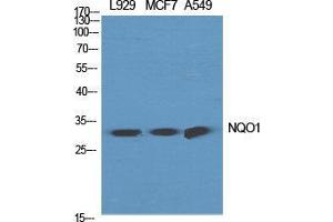 Western Blot (WB) analysis of specific cells using NQO1 Polyclonal Antibody. (NQO1 anticorps  (C-Term))