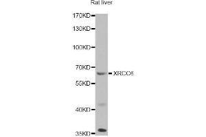 Western blot analysis of extracts of rat liver, using XRCC6 antibody (ABIN5971106) at 1/1000 dilution. (XRCC6 anticorps)