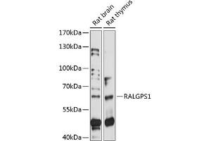Western blot analysis of extracts of various cell lines, using R antibody (ABIN7269836) at 1:1000 dilution. (RALGPS1 anticorps  (AA 1-300))