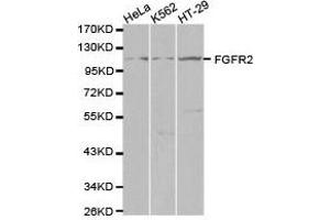 Western Blotting (WB) image for anti-Fibroblast Growth Factor Receptor 2 (FGFR2) antibody (ABIN1872688) (FGFR2 anticorps)
