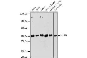 Western blot analysis of extracts of various cell lines, using MLST8 Rabbit pAb (ABIN6131371, ABIN6143894, ABIN6143895 and ABIN6217660) at 1:1000 dilution. (GBL anticorps  (AA 1-326))