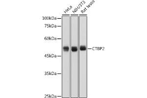 Western blot analysis of extracts of various cell lines, using CTBP2 antibody (ABIN7265979) at 1:1000 dilution. (CTBP2 anticorps)