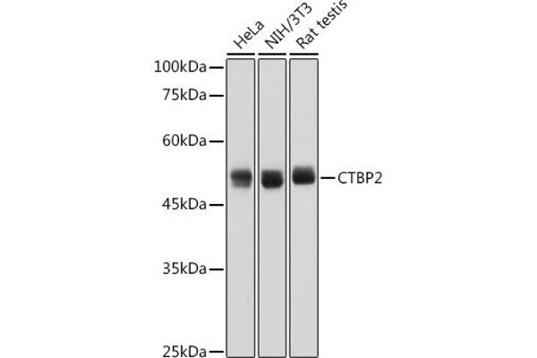 CTBP2 anticorps