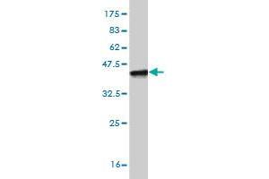 Western Blot detection against Immunogen (38.