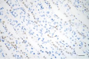 Immunohistochemistry was performed on paraffin-embedded mouse kidney using GATA binding protein 3 antibody (ABIN7798695), 1:200).