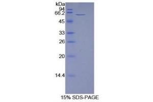 SDS-PAGE (SDS) image for 5'-Nucleotidase, Ecto (CD73) (NT5E) protein (ABIN1078685) (CD73 Protéine)