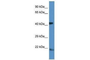Western Blot showing Arf4 antibody used at a concentration of 1.