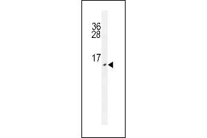 URM1 antibody (ABIN659088 and ABIN2838077) western blot analysis in HepG2 cell line lysates (35 μg/lane). (Urm1 anticorps)