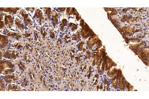 Detection of TFF2 in Mouse Stomach Tissue using Polyclonal Antibody to Trefoil Factor 2 (TFF2)
