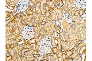 ABIN6260880 and ABIN6279304 at 1/100 staining Rat kidney tissue by IHC-P. (CLDN14 anticorps  (C-Term))