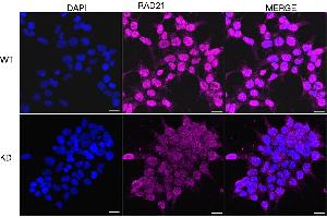anti-RAD21 Homolog (RAD21) antibody