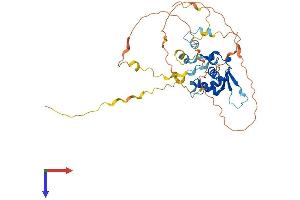 AlphaFold protein structure predicition of Human Recombinant FOXH1 Protein, UniprotID O75593