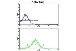 Flow cytometric analysis of K562 cells using FPGS Antibody (Center)(bottom histogram) compared to a negative control cell (top histogram). (FPGS anticorps  (AA 304-330))