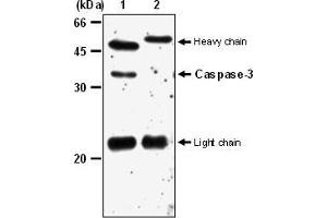 Immunoprecipitation os Caspase-3 from Jurkat. (Caspase 3 anticorps)