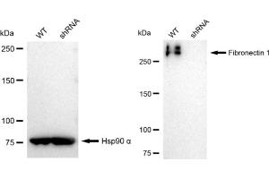 Western blotting analysis using Fibronectin 1 antibody (ABIN7798613). (Recombinant Fibronectin 1 anticorps)