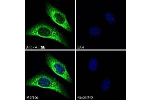 ABIN768619 Immunofluorescence analysis of paraformaldehyde fixed NIH3T3 cells, permeabilized with 0. (MUC5B anticorps  (Internal Region))