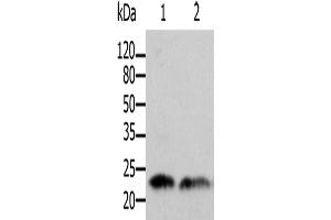 Western Blotting (WB) image for anti-ADP-Ribosylation Factor 1 (ARF1) antibody (ABIN2425525) (ARF1 anticorps)
