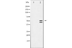 Western blot analysis of VASP phosphorylation expression in NIH-3T3 whole cell lysates,The lane on the left is treated with the antigen-specific peptide. (VASP anticorps  (pSer239))