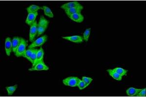 Immunofluorescent analysis of HepG2 cells using ABIN7153530 at dilution of 1:100 and Alexa Fluor 488-congugated AffiniPure Goat Anti-Rabbit IgG(H+L)