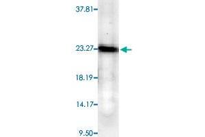 Western blot analysis from human cell line mixed lysate with PTGES3 monoclonal antibody, clone JJ6 . (PTGES3 anticorps)