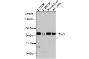 Western blot analysis of extracts of various cell lines using PSD2 Polyclonal Antibody at dilution of 1:1000. (PSD2 anticorps)